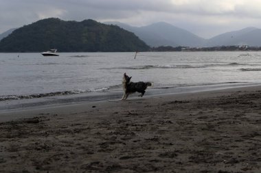 Brezilya 'nın Ubatuba plajında koşan ıslak bir köpek. Yüksek kalite fotoğraf