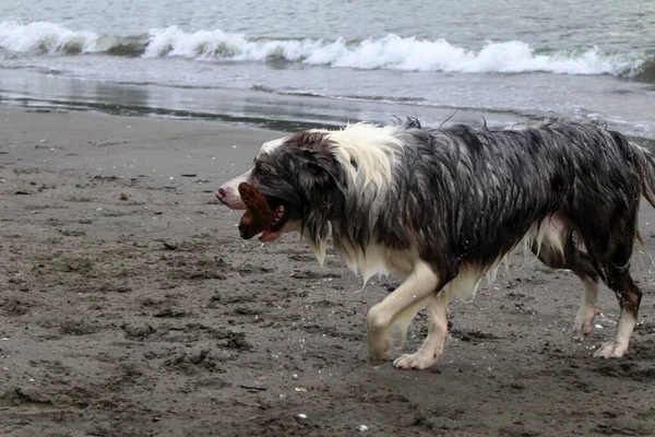 Cão Molhado Correndo Praia Ubatuba Brasil Foto Alta Qualidade — Fotografia de Stock