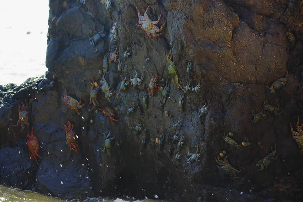 Crab on stone at Sancho beach, Fernando de Noronha, Pernambuco, Brazil. High quality photo