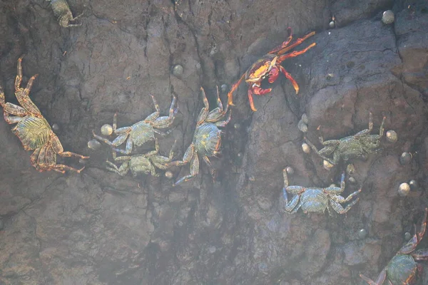 Crab Stone Sancho Beach Fernando Noronha Pernambuco Brazil High Quality — Foto Stock