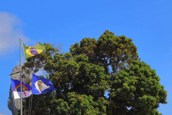 Pernambuco Brazil Fernando Noronha Waving Flags Tree Background Sunny August — 图库照片