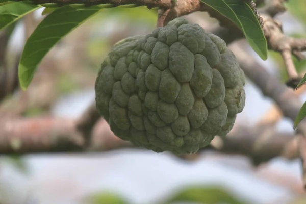 stock image Sweet tropical Atemoia fruit hanging on the tree branch. Fruit also known as green pine cone, custard apple, sweep-sop, annona squamosa or, finally, fruta do conde .