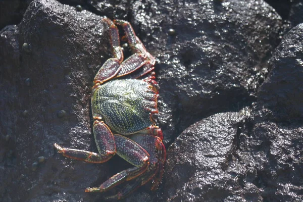 Crab Stone Sancho Beach Fernando Noronha Pernambuco Brazil High Quality — Stockfoto