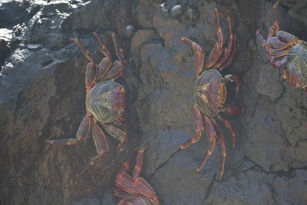 Crab Stone Sancho Beach Fernando Noronha Pernambuco Brazil High Quality — Stockfoto