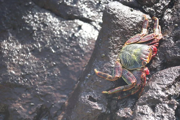 Crab Stone Sancho Beach Fernando Noronha Pernambuco Brazil High Quality — Photo