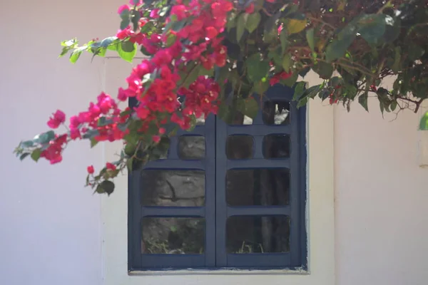 Red Bougainville Flowers Front Blue Window White House Brazil High — Fotografia de Stock