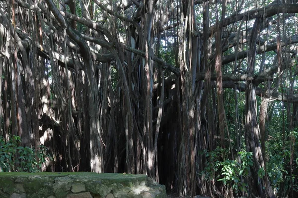 Huge Rubber Tree Fernando Noronha Brazil Typical Flora High Quality — Stock Photo, Image