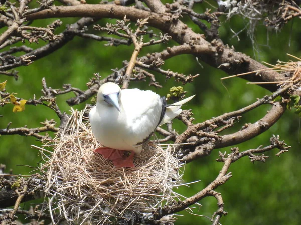 Atoba, free bird found on the island of Fernando de Noronha, Brazilian coast, state of Pernambuco, Brazil, August, 2022. High quality photo