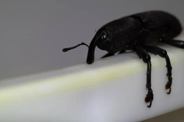 Siyah Böcek Beyaz Arka Plan Makro Fotoğrafında Izole Edilmiş Yüksek — Stok fotoğraf