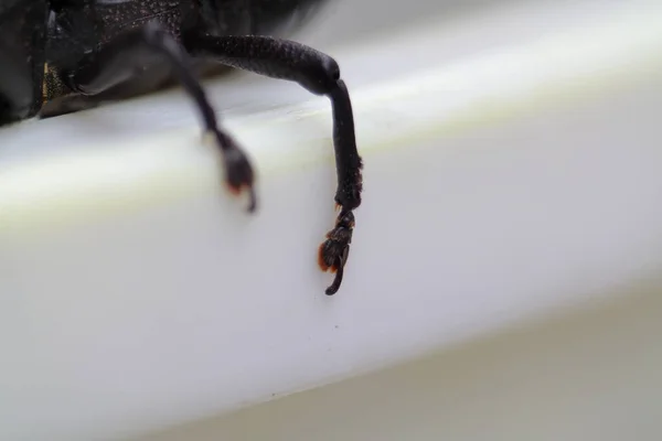 Siyah böcek patileri beyaz arka plan makro fotoğrafında izole edilmiş. Yüksek kalite fotoğraf