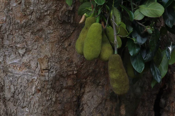 Jackfruits Κρέμονται Από Ένα Κλαδί Υψηλής Ποιότητας Φωτογραφία — Φωτογραφία Αρχείου