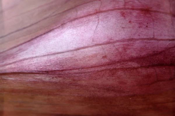 Fresco Joven Piel Ajo Morado Aislado Macro Foto Alta Calidad —  Fotos de Stock