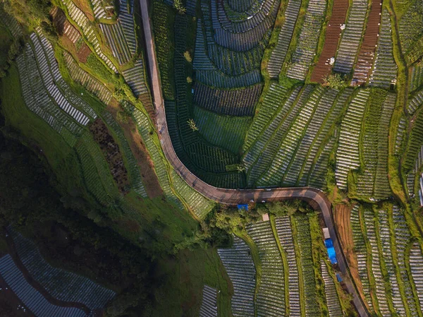 Overhead Drone Shot Green Vegetable Plantation Road Middle Vegetable Plantation — Stock Photo, Image