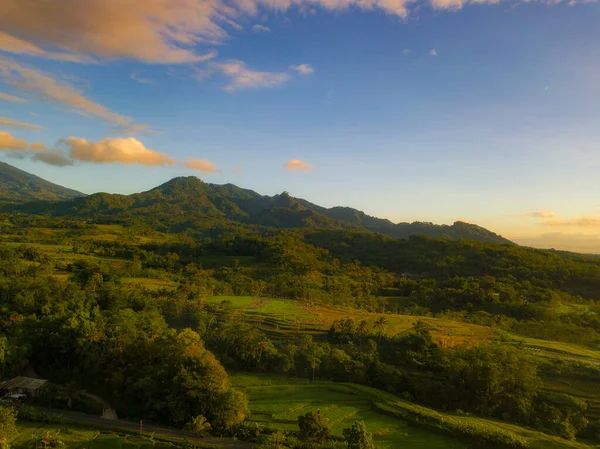 Rural Landscape Tropical Rice Field Trees Hill Background Sky Cloudy — Fotografia de Stock