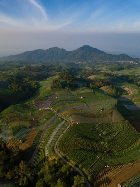 Vegetable Plantations Grow Field Growing Organic Vegetables Eco Friendly Products — Fotografia de Stock