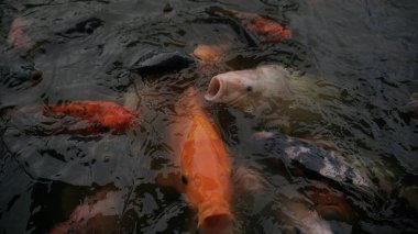 Gölette renkli sazan balığı