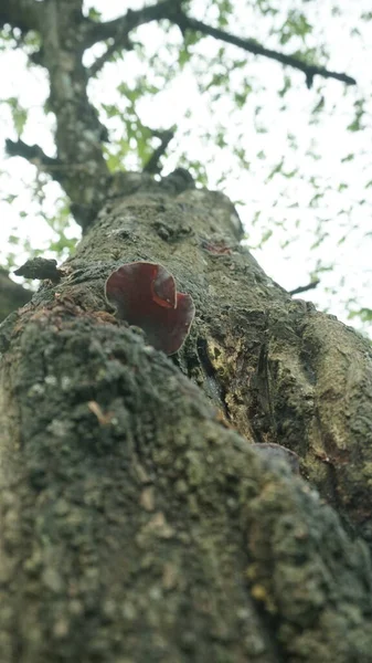 Trunk Tree Photographed Bottom Angle Blurry Leaves Sky Background — Stockfoto