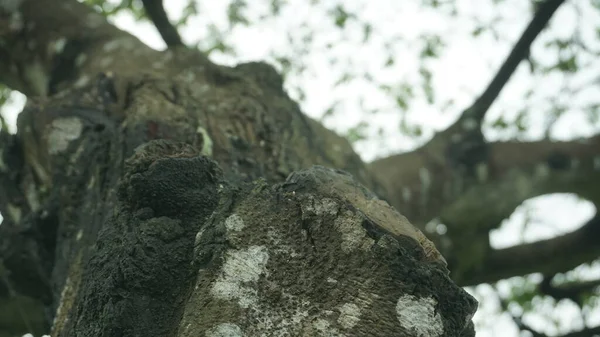 Trunk Tree Photographed Bottom Angle Blurry Leaves Sky Background — ストック写真