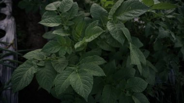 Tarlada sebze tarlaları yetişiyor. Organik sebze yetiştiriyor. Çevre dostu ürünler. Tarım ve tarım. Çiftlik ekimi. Kırsal. 