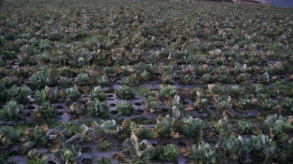 Поле Растут Овощные Плантации Выращивание Органических Овощей Экологически Чистые Продукты — стоковое фото