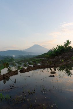 Kajoran Köyü 'nde teraslı pirinç tarlaları ve arka planda dağ var. Orta Java, Endonezya