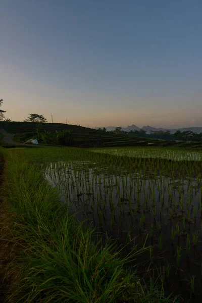 Belos Campos Arroz Kajoran Village Com Montanha Fundo Manhã Java — Fotografia de Stock