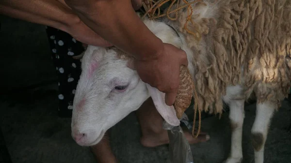 A man\'s hand is holding a goat\'s head. Goats to be sacrificed on Eid al-Adha