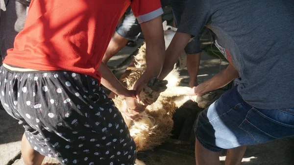 Scene Moslims Ibadah Qurban Aidhil Adha Dag Een Schaap Slachten — Stockfoto