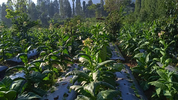Tobacco Field Plantation Central Java Indonesia — Foto de Stock