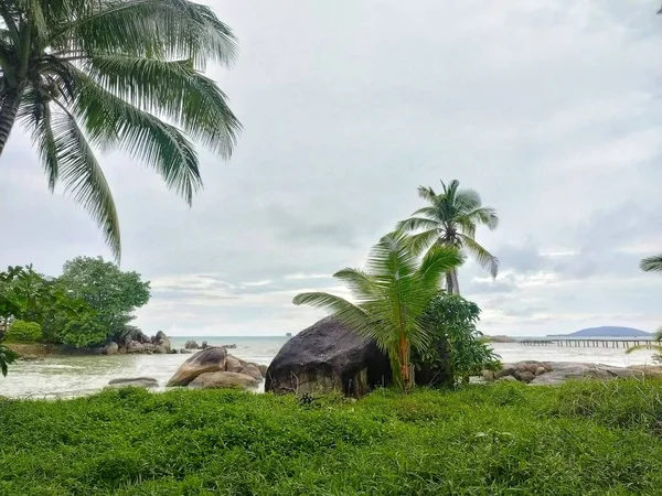 Rocky Beach Coconut Trees Blue Skies — Stock Photo, Image