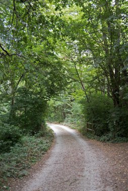 Le Bine vahasının kirlenmemiş doğasının görüntüsü