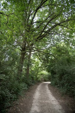 Le Bine vahasının kirlenmemiş doğasının görüntüsü