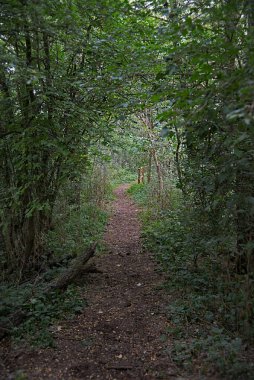 Le Bine vahasının kirlenmemiş doğasının görüntüsü
