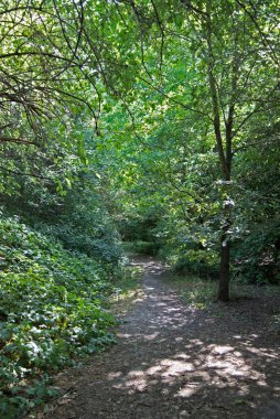 Le Bine vahasının kirlenmemiş doğasına bir göz atalım.