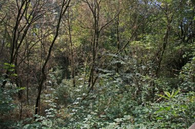 Le Bine vahasının kirlenmemiş doğasına bir göz atalım.