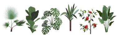 Çizim ve tasarım için grafik elementler, kapalı alan çiçekleri, Çin amfibi gülü, yukka, canavar, muz ağacı, Washington palmiyesi, incir çiçeği