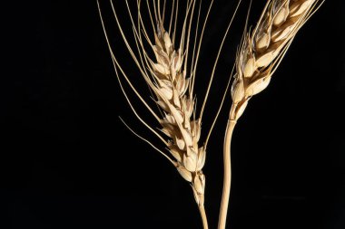 Siyah arka planda iki altın buğday dikeni..