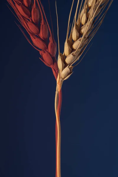 Wheat Dark Blue Red Background Doubling Effect — Fotografia de Stock