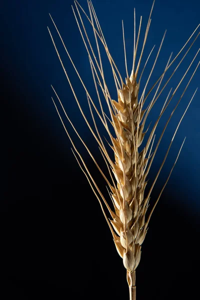 Золотое Ухо Пшеницы Темно Синем Фоне — стоковое фото