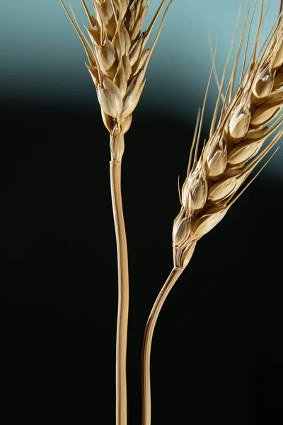 Golden Ear Wheat Dark Blue Background — Fotografia de Stock