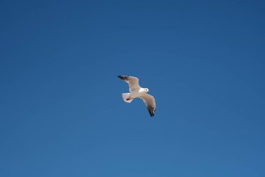 Yazın mavi gökyüzünde uçan bir martı..