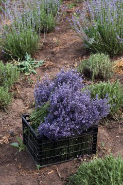 A black box with harvested lavender in a lavender field. Collection of lavender.