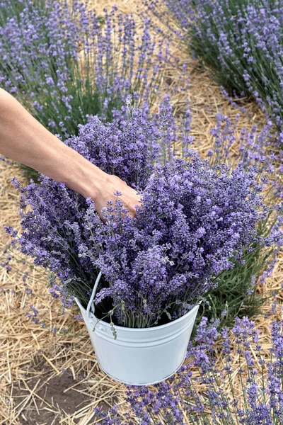 Collection Lavender Lavender White Bucket Girl Carries Bucket Lavender — Stock Photo, Image