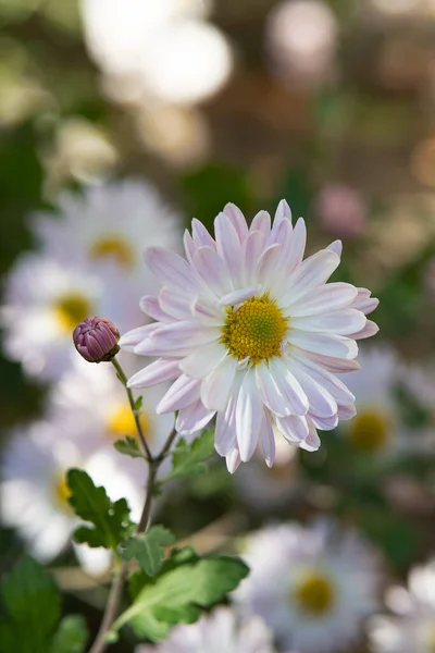 Flower close-up. Garden with delicate flowers.