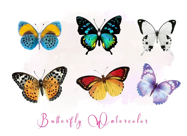 Kwiat Motyl Ilustracja Wektor Zestaw — Wektor stockowy