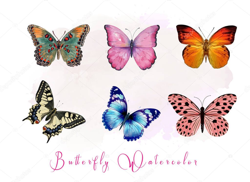 Flower & butterfly illustration vector set