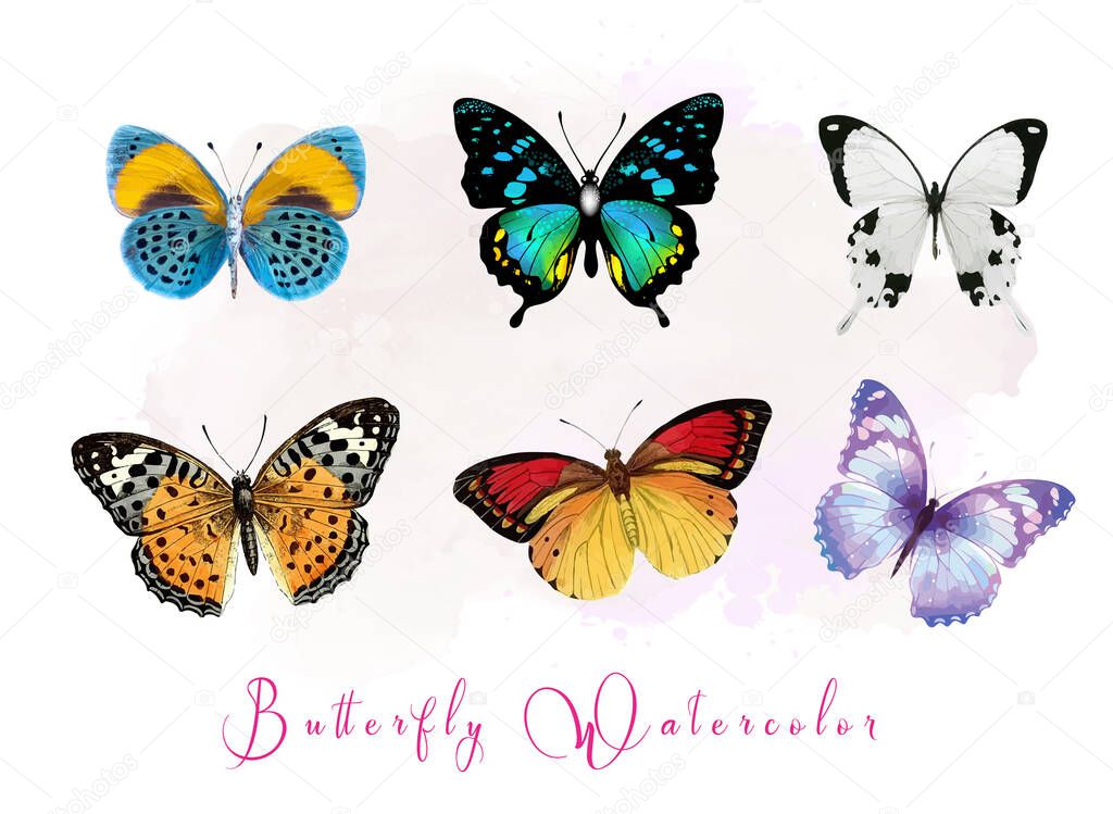 Flower & butterfly illustration vector set