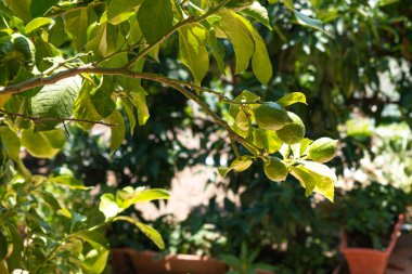 tree branch with green lemons