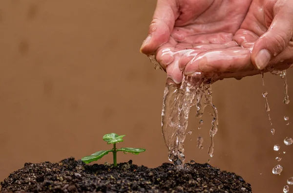 植物嫩枝需小心人工浇灌 — 图库照片