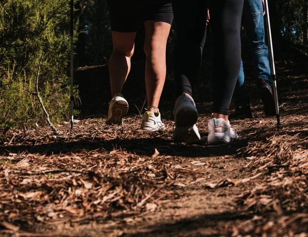 back view of a group of people trekking in the forest during the morning